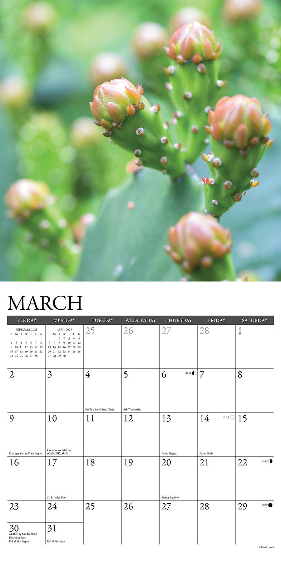 Cactus 2025 Wall Calendar