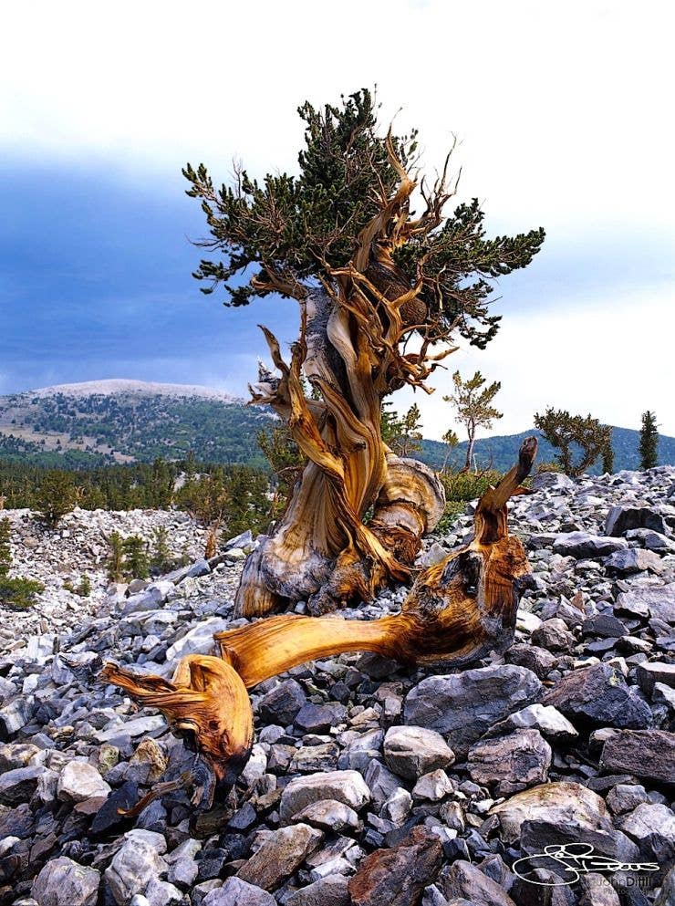 Bristlecone Pine Pin