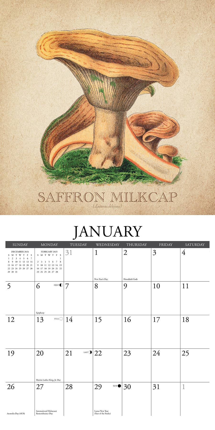 Art of the Mushroom 2025 Wall Calendar