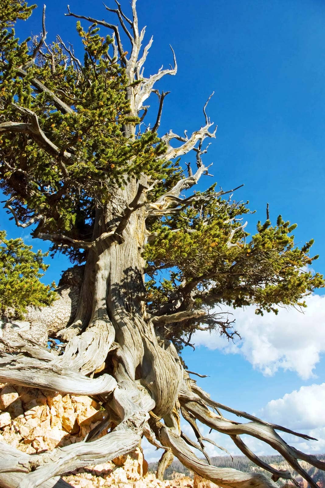 Bristlecone Pine Pin